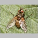 Helina sp - Echte Fliege 8mm 01a.jpg